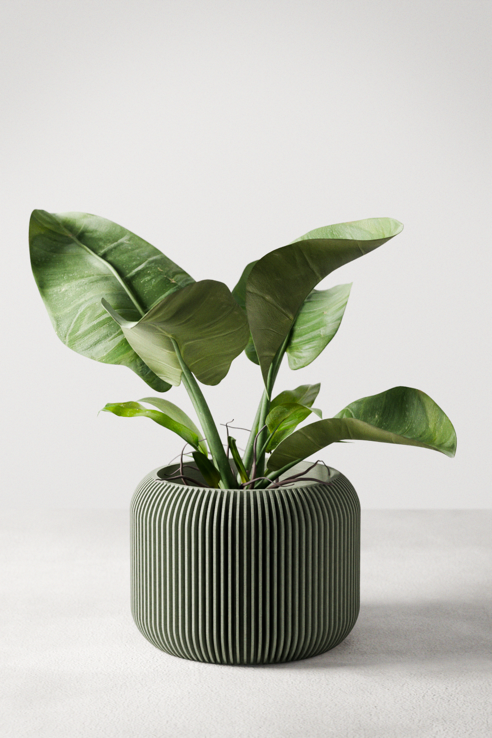 Green potted plant in a ribbed pot on a light background