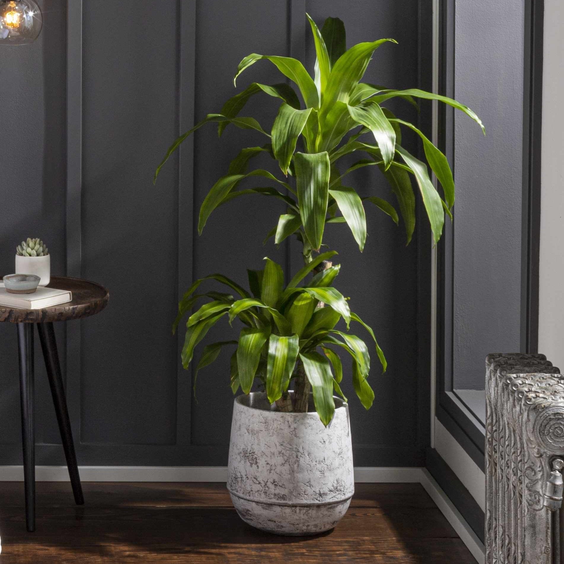 Janamuato White Geometric Cement Planter-0