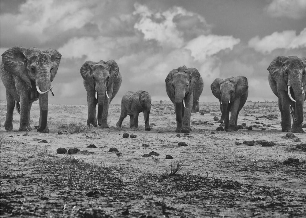 Wall art Big Family. Elephants-3