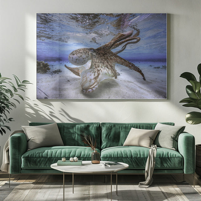 Dancing Octopus-5