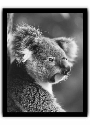 Baby Koala Canvas Art Print Photography art