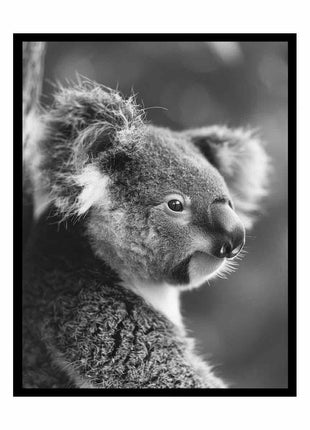 Baby Koala Canvas Art Print Photography art
