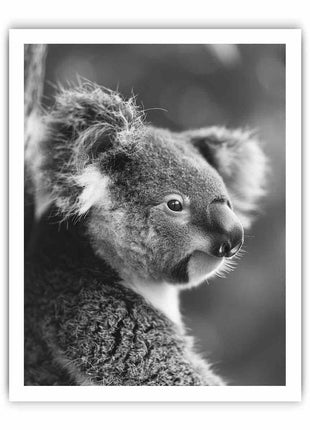 Baby Koala Canvas Art Print Photography art