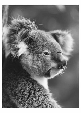 Baby Koala Canvas Art Print Photography art