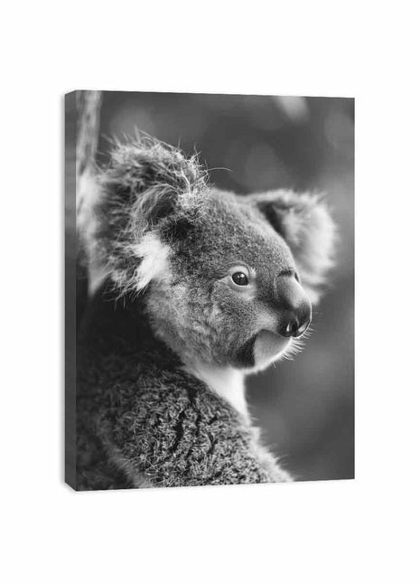 Baby Koala Canvas Art Print Photography art