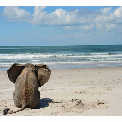 Elephant sitting on a beach with ocean and sky in the background