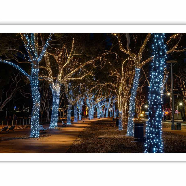 Decorative lights on trees in a park at night