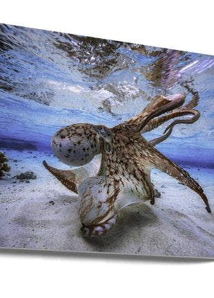 Dancing Octopus-0
