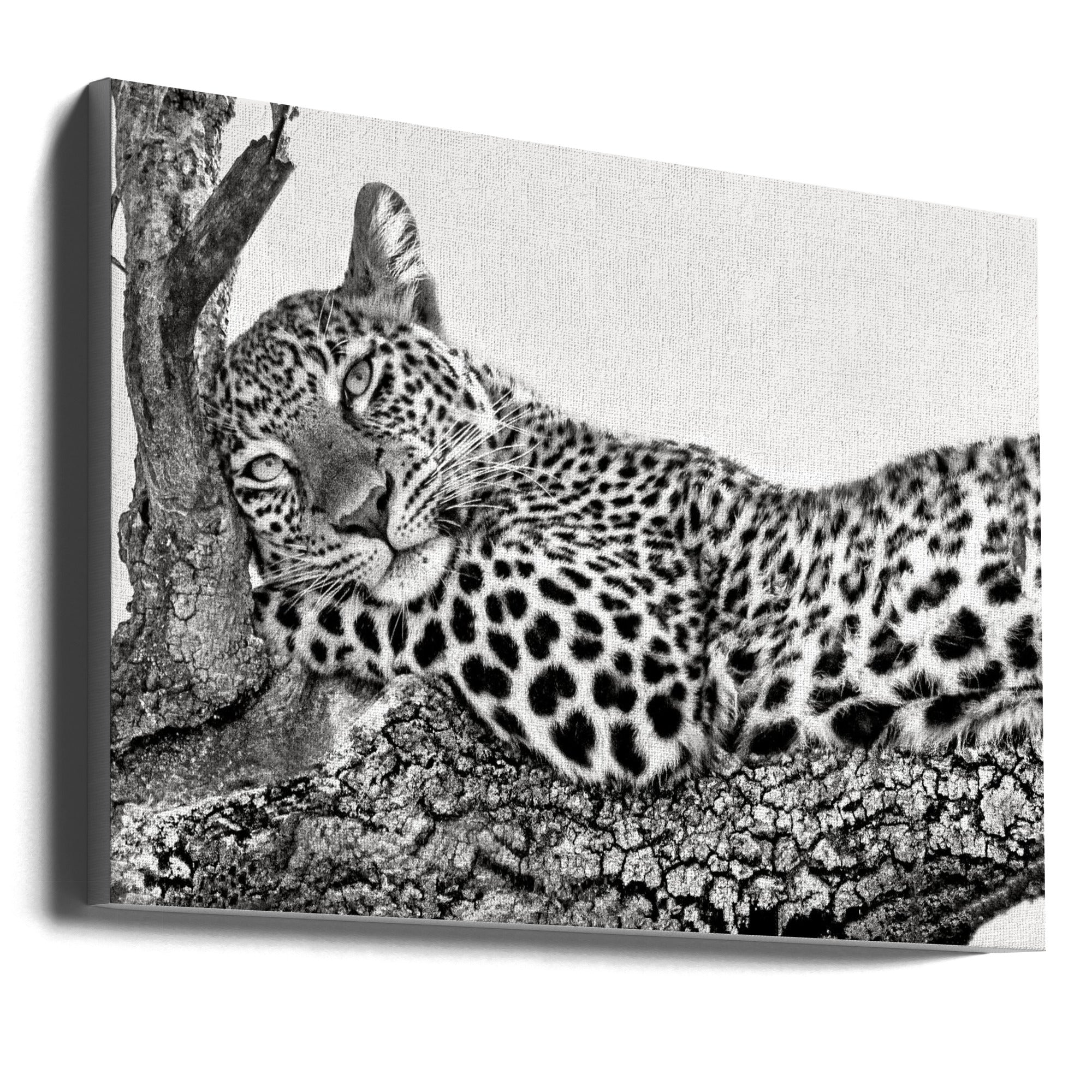 Time to rest Leopard-0