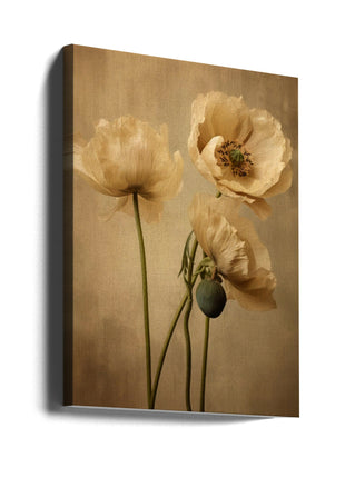 Poppies 24-2