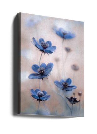 Cosmos blue-0