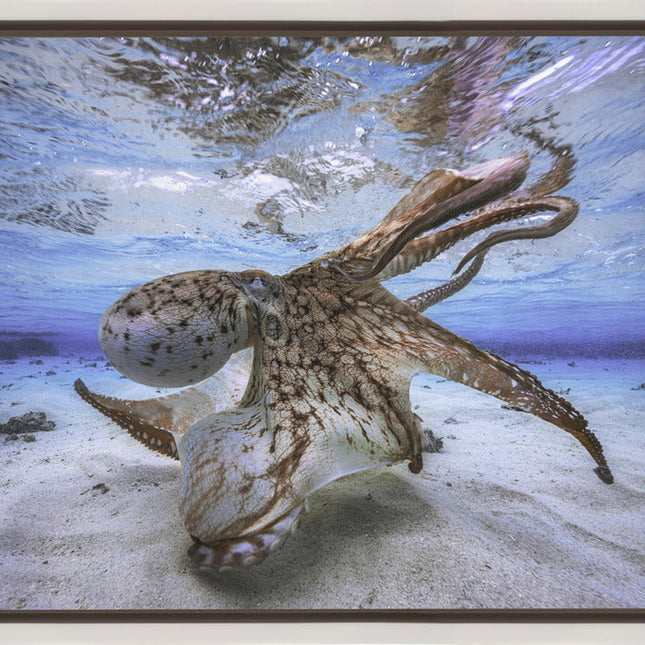Dancing Octopus-1