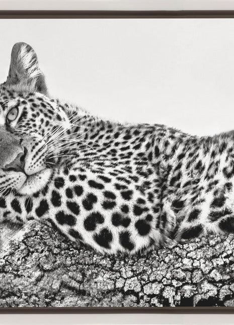 Time to rest Leopard-1