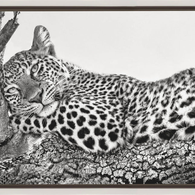 Time to rest Leopard-1