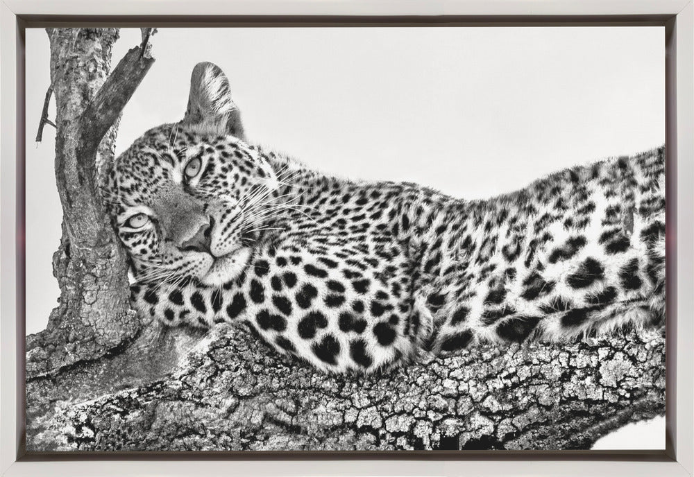 Time to rest Leopard-1