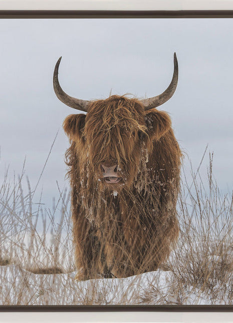 Highlander in Snow-1