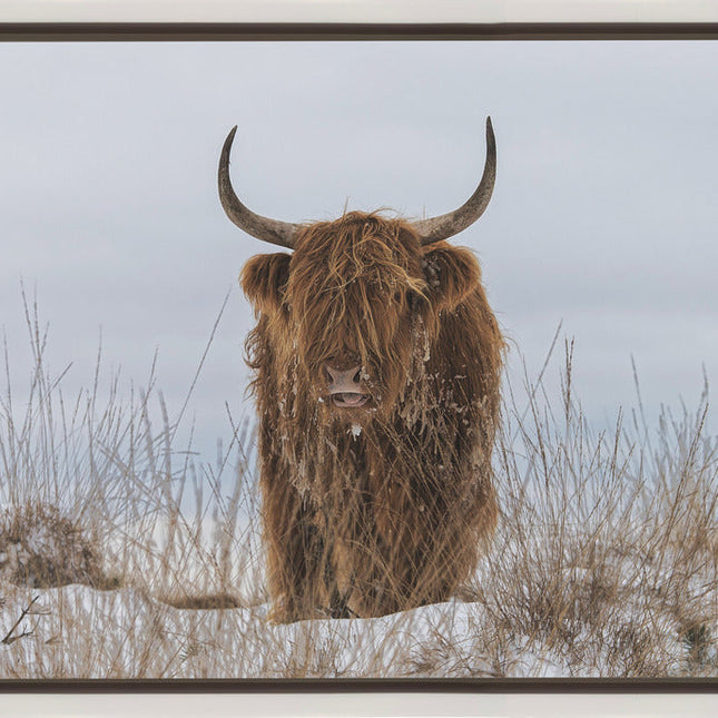 Highlander in Snow-1