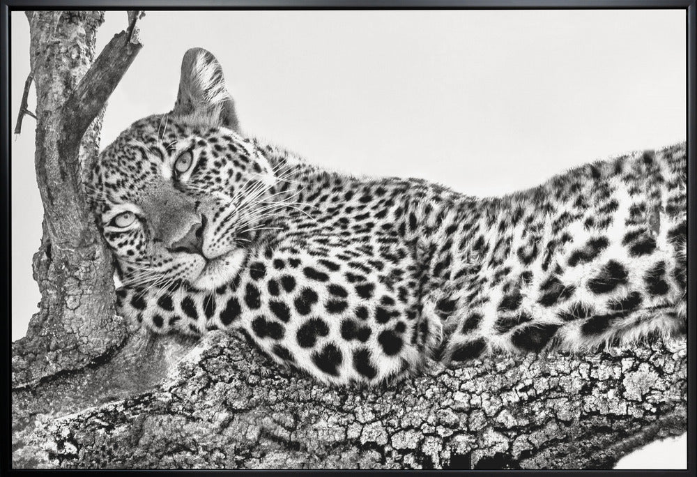 Time to rest Leopard-2