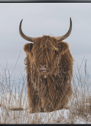 Highlander in Snow-2