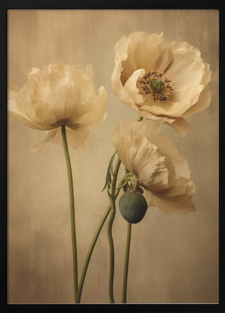 Poppies 24-1