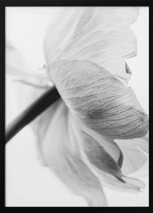 Blooming Flower-2