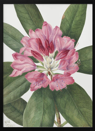 Mountain Rose Bay (1932)-1