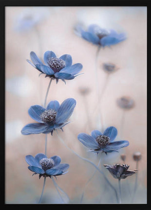 Cosmos blue-2