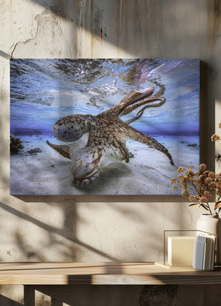 Dancing Octopus-4