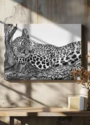 Time to rest Leopard-4