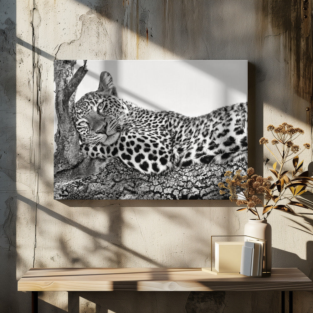 Time to rest Leopard-4