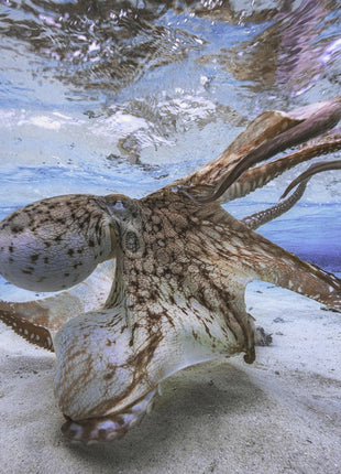 Dancing Octopus-3