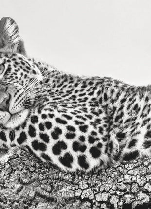 Time to rest Leopard-3