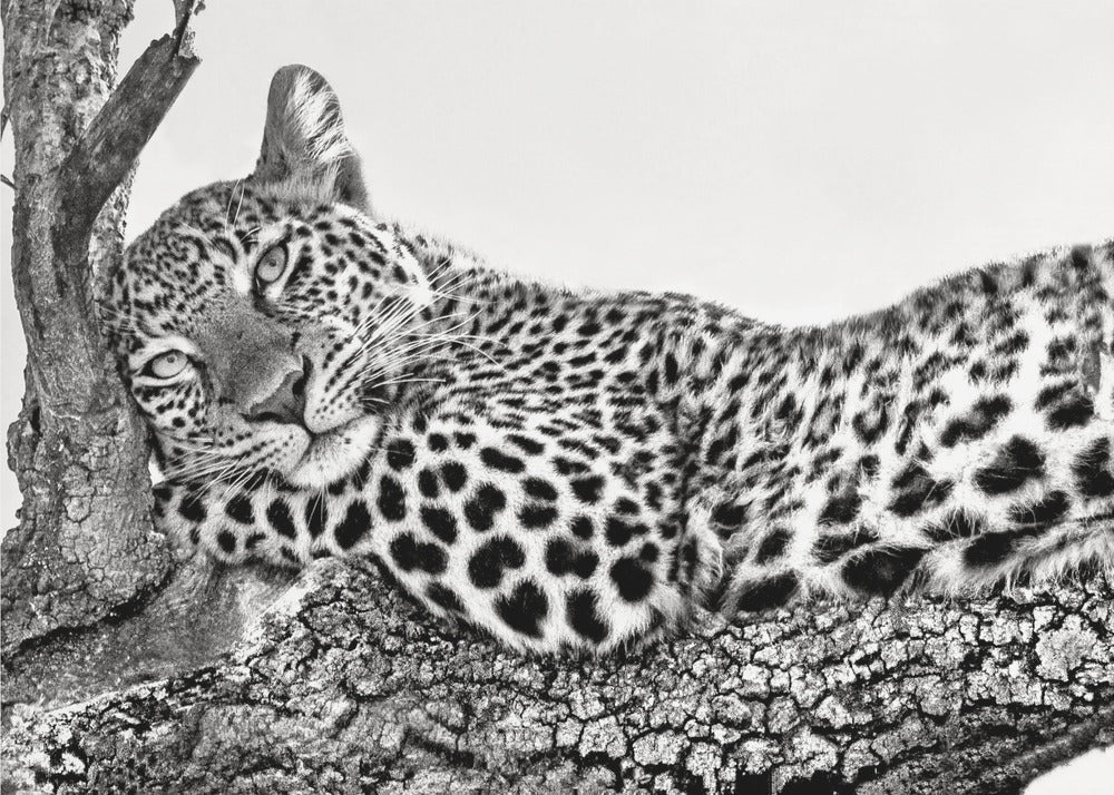 Time to rest Leopard-3
