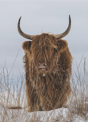 Highlander in Snow-3