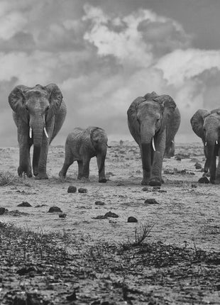Wall art Big Family. Elephants-3