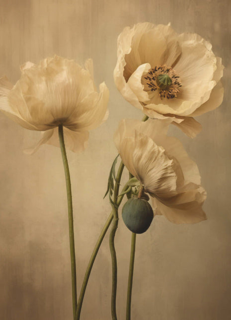 Poppies 24-0
