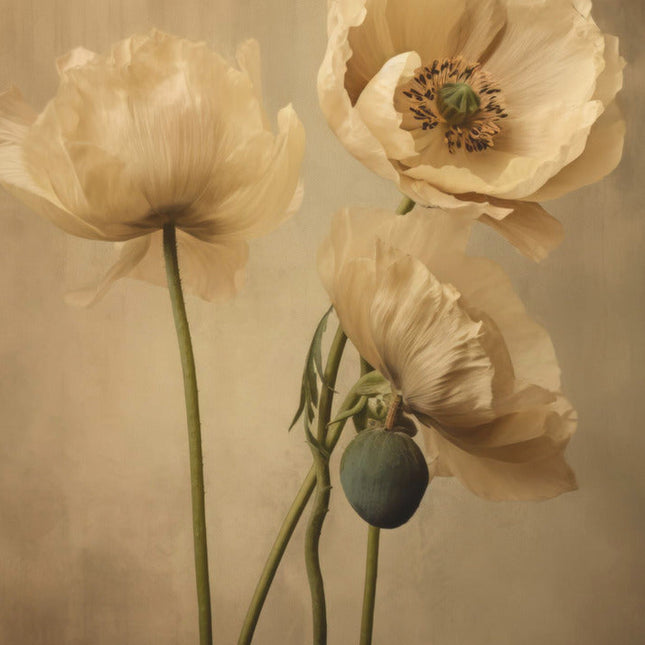Poppies 24-0