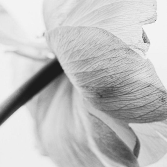 Blooming Flower-0