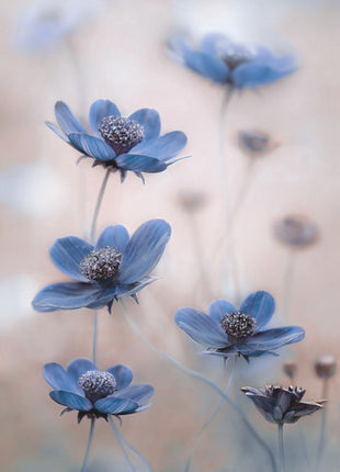 Cosmos blue-1