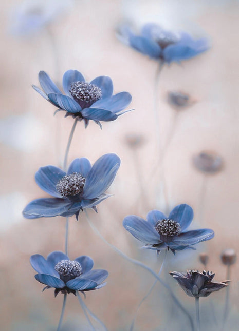 Cosmos blue-1