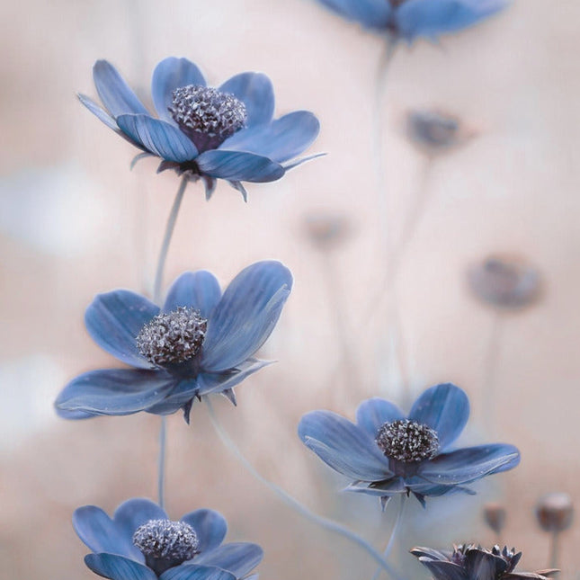 Cosmos blue-1
