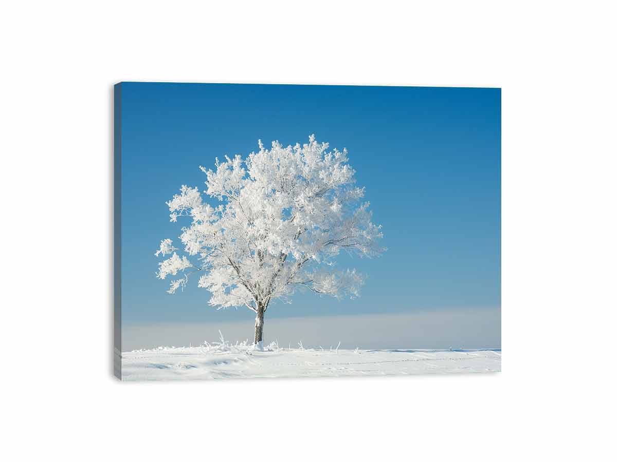 Snow-covered tree against a clear blue sky